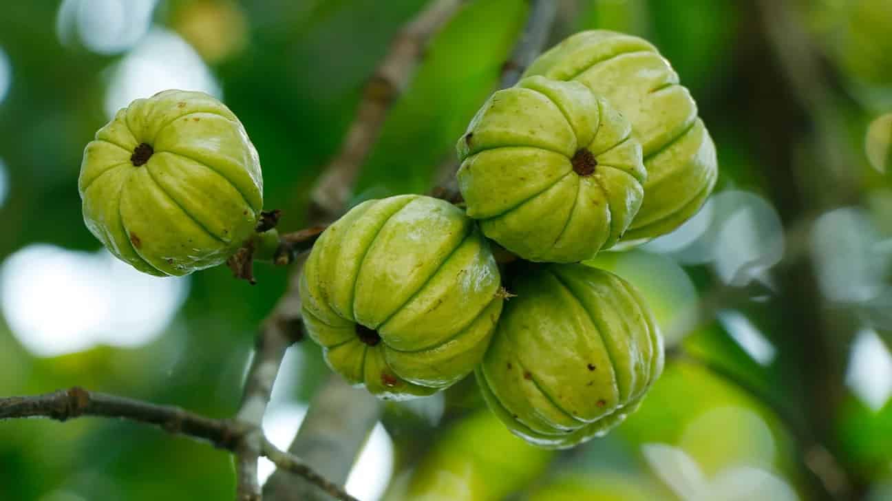 Garcinia Cambogia for Weight Loss Guide